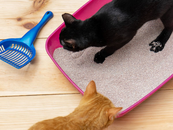 Cat won't stop Digging in Litter Box