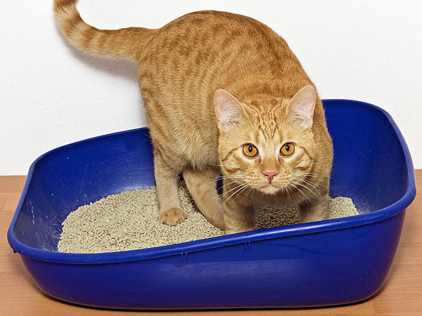 Cat keeps shop scratching litter box