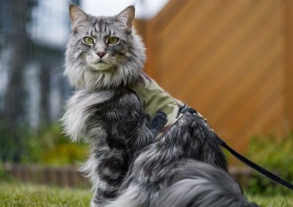 Maine Coon Cats Are they Hypoallergenic