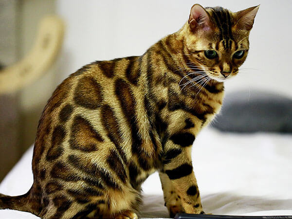 Bengal Cat Tabby
