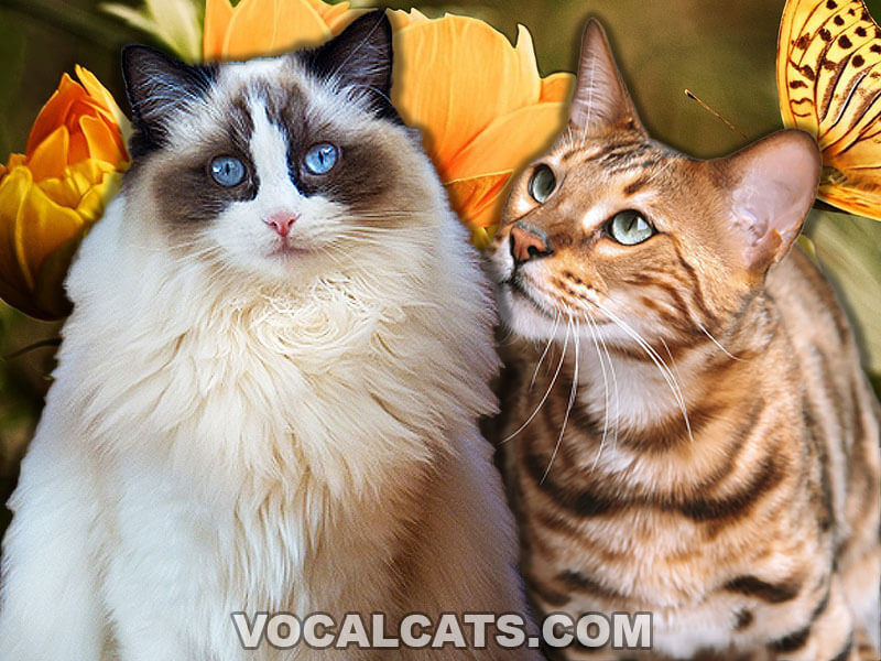Ragdoll Bengal Mix: Complete Guide - Vocal Cats