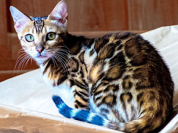 Bengal Savannah Cat Mix