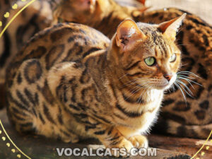 Bengal Tabby Cat