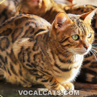 Tabby Bengal Cat: Complete Guide