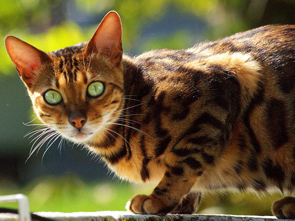Bengal Tabby Cats