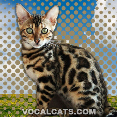 Bengal Tabby Mix: Complete Guide