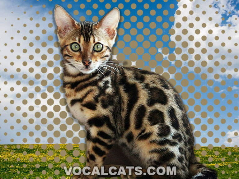 Maine Coon Bengal Mix Complete Guide Vocal Cats