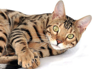 Bengal Tabby Mix: Complete Guide - Vocal Cats