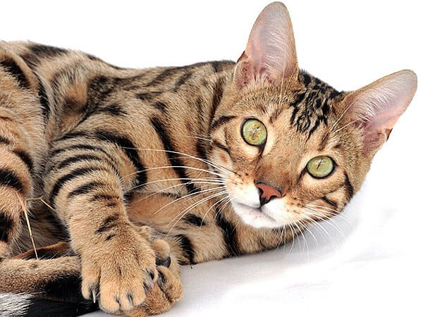 Bengal Tabby Mix Cat