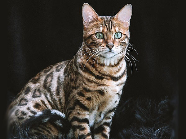 Bengal Tabby