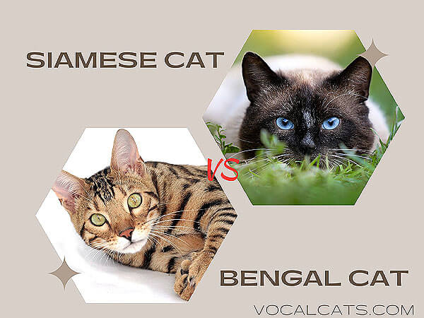 Bengal Siamese Cat