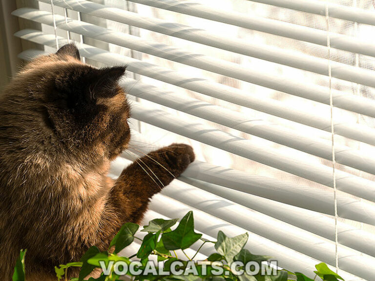 16 Best Cat Proof Blinds 2024 Reviews & Top Picks Vocal Cats