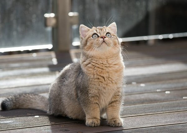 British Shorthair And Maine Coon Mix