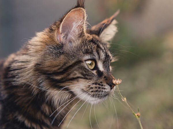 British Shorthair Mix Maine Coon