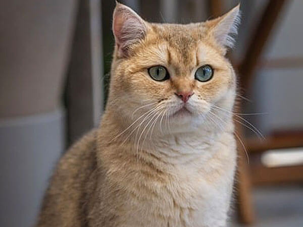 British Shorthair Mix Siamese