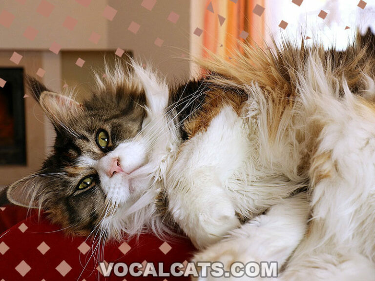 Do Maine Coon Cats Shed? 10 Reasons Why & What To Do! Vocal Cats