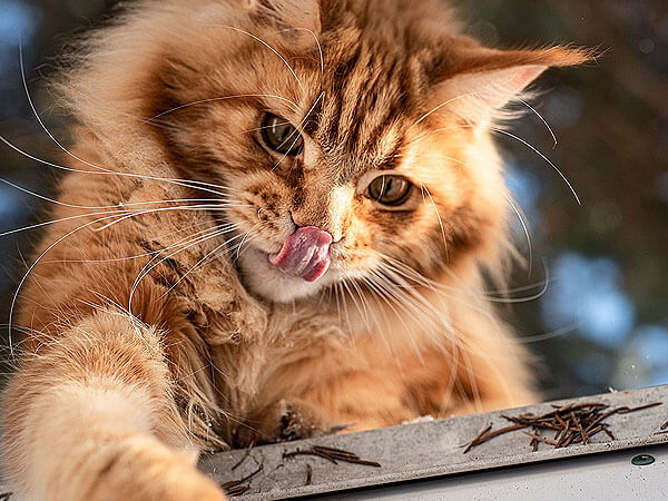 Do Maine Coon Cats Shed bad