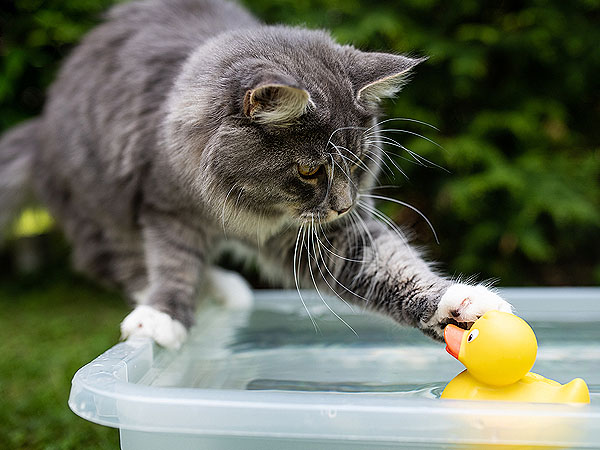 Do Maine Coon Cats Swim