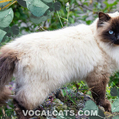 Siamese Himalayan Cat: Complete Guide