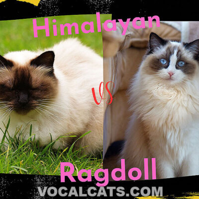 Ragdoll vs Himalayan: What’s The Difference? (With Pictures)