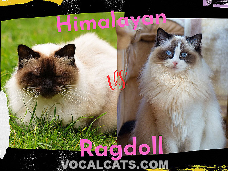 Ragdoll vs Himalayan: What’s The Difference? (With Pictures) - Vocal Cats
