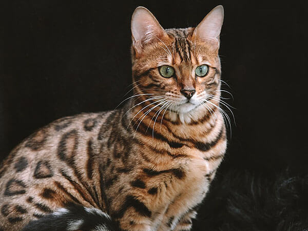How to tell a Bengal cat from a Tabby