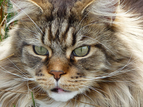 Do Maine Coon Cats Shed? 10 Reasons Why & What To Do! - Vocal Cats