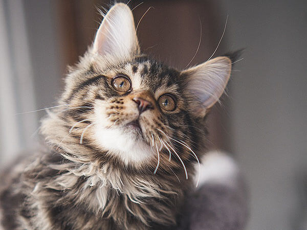 Is the Maine Coon Cat Hypoallergenic