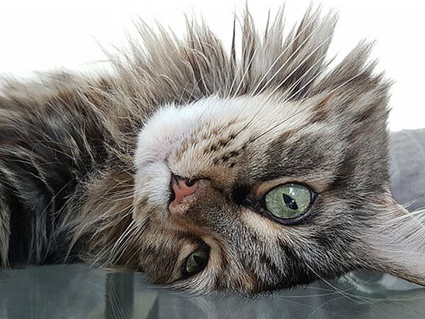 Maine Coon Cats Hypoallergenic