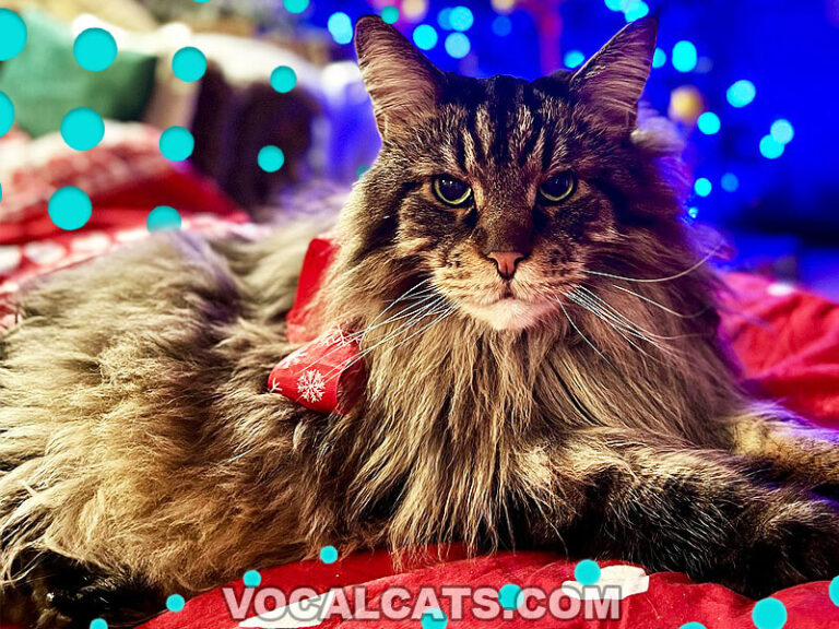 Are Maine Coons Hypoallergenic? Vocal Cats
