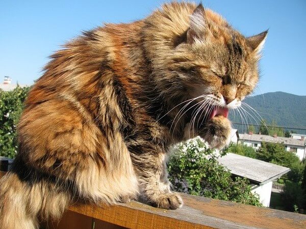 Hypoallergenic Maine Coon