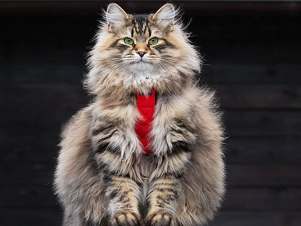 Maine Coon Siberian Cat