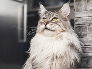 Siberian Maine Coon Mix: Complete Guide - Vocal Cats