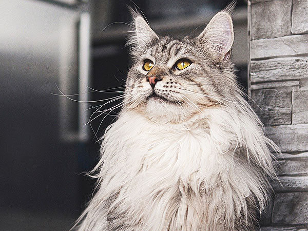 Maine Coon Siberian Mix