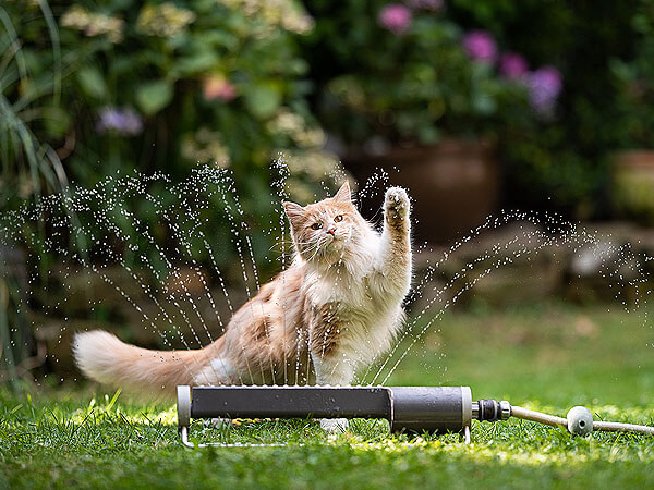 Maine Coon Water