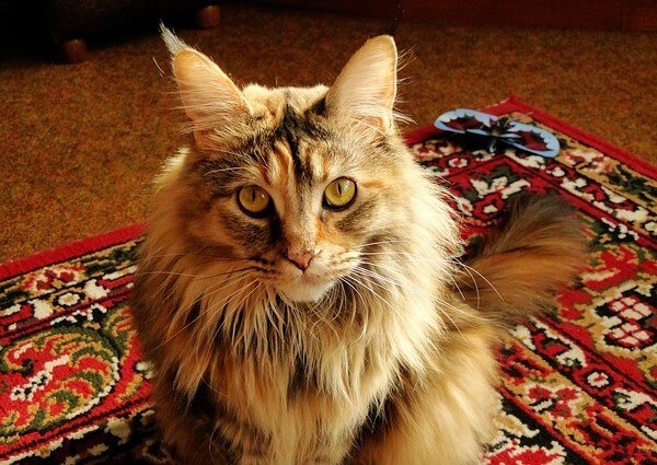 Maine Coon cat Hypoallergenic