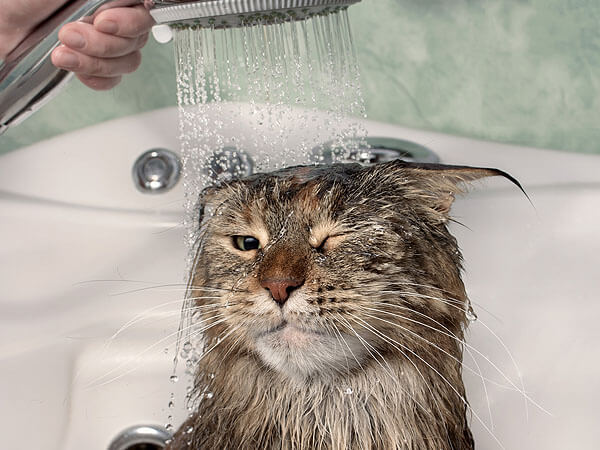 Maine Coon Cat Water