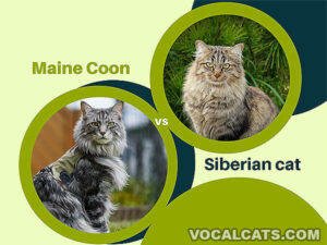 Siberian Maine Coon Mix: Complete Guide - Vocal Cats