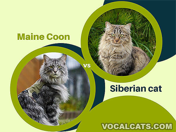 Maine Coon vs Siberian