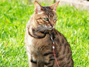 Savannah Bengal Cat: Complete Guide - Vocal Cats