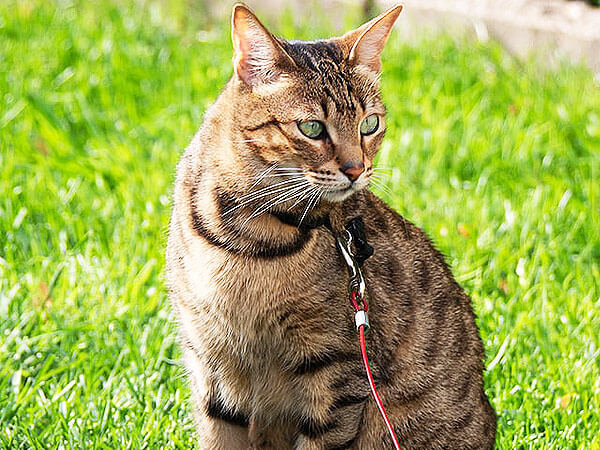Savannah Cat Bengal