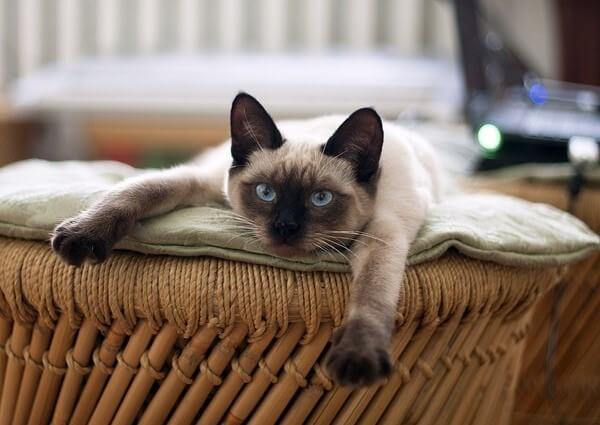 Siamese Bengal Cat