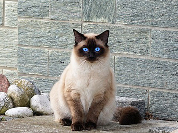 Bandiera Di Benvenuto Per Esterno Con Gatto E Farfalle - 78x155 Cm - Doppio Lato - Blu Cielo - Stile 1