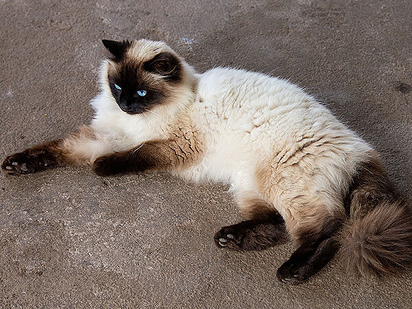 Siamese Himalayan Mix Cat