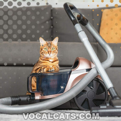 40 Best Vacuum For Cat Litter: 2023 Reviews & Top Picks