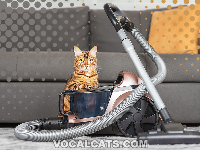 Best Vacuum For Cat Litter