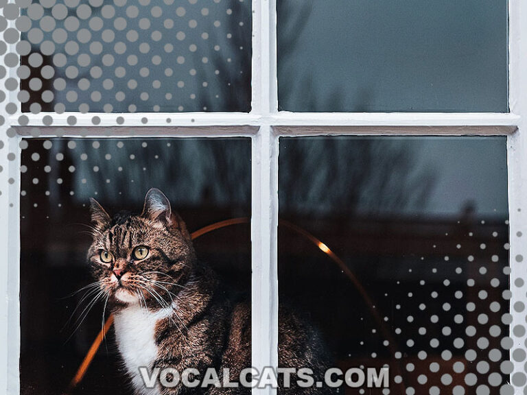 How To Keep Cats Out Of Windows? Vocal Cats