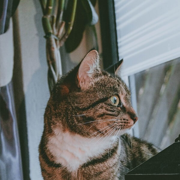 Cat Watching Window