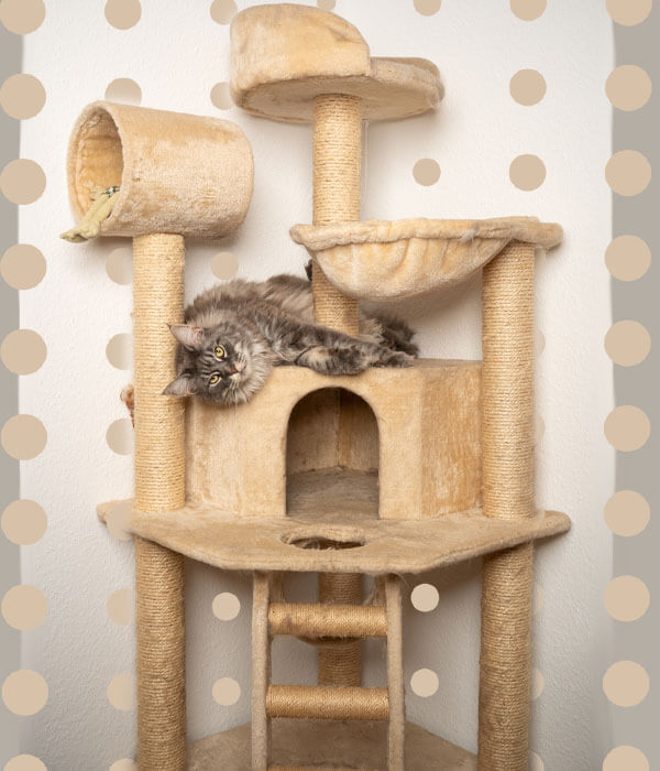Cat Tree For A Maine Coon