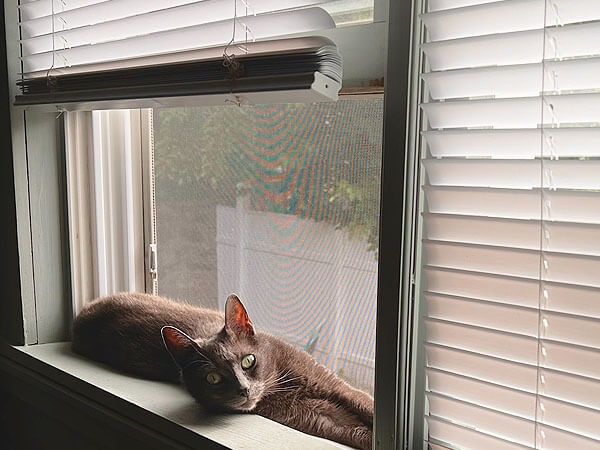 Blinds For Cats